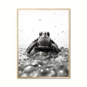 Plakat Skilpadde 30×40 Cm